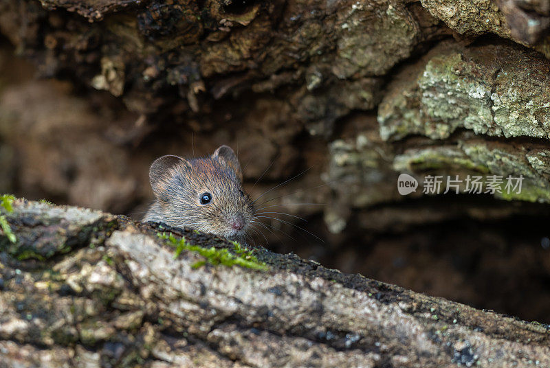 可爱的银行田鼠（Myodes glareolus）